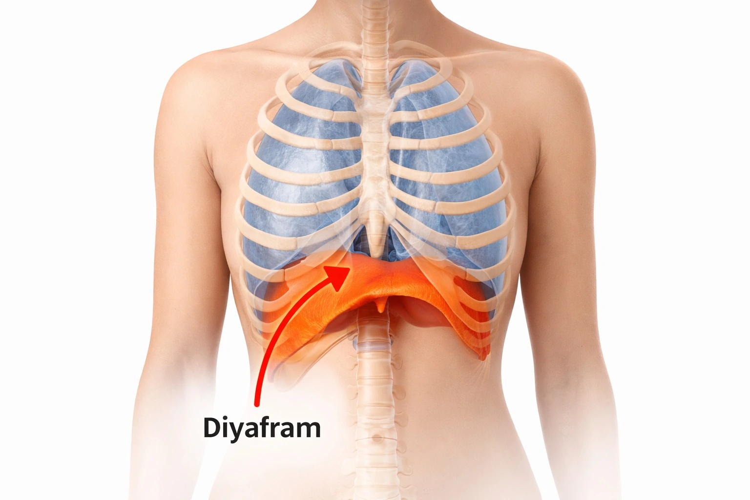 Diyafram Nefesi Nasıl Alınır? | Şan Dersi ve Vokal Rehberi